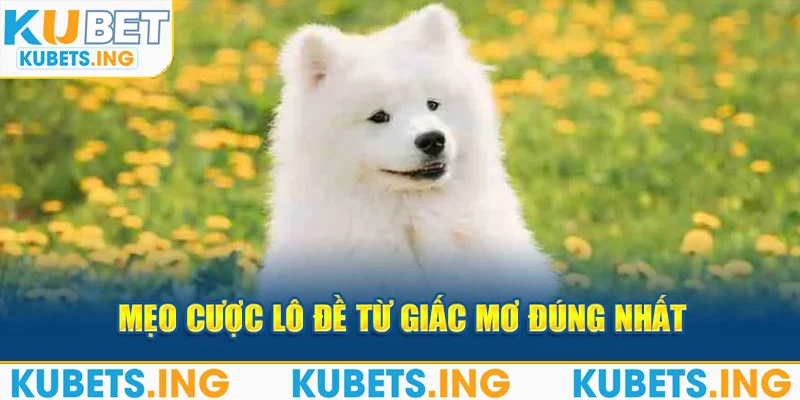 Mẹo cược lô đề từ giấc mơ đúng nhất