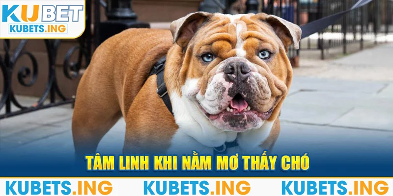 Tâm linh khi nằm mơ thấy chó